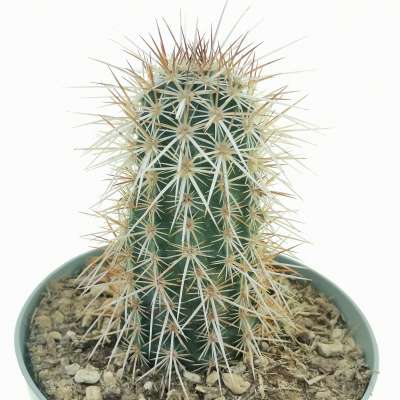 Echinocereus engelmannii var. armatus - Giromagi