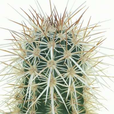 Echinocereus engelmannii var. armatus - Giromagi