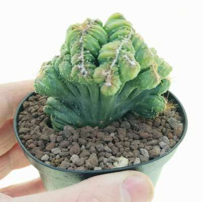 Cereus peruvianus f. mostruosa crestata
