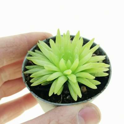 Haworthia kikuhigasa
