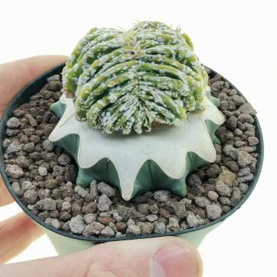 Astrophytum myriostigma cv. Fukuryu Haku-jo f. crestata variegata