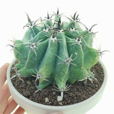 Ferocactus horridus f. brevispinus