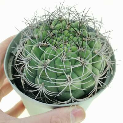 Gymnocalycium saglionis