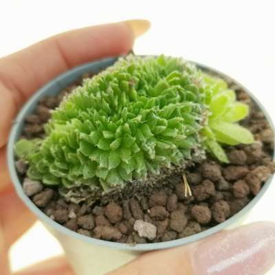 Sempervivum arachnoideum f. crestata