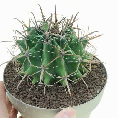Ferocactus horridus