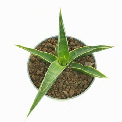 Sansevieria pinguicula - Giromagi