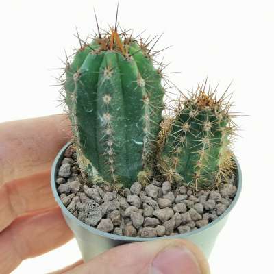 Trichocereus pachanoi