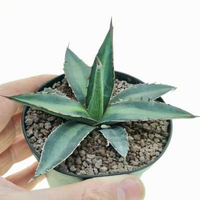 Agave triangularis