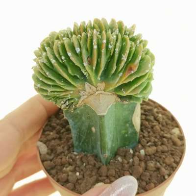 Astrophytum myriostigma cv. Hakuun nudum f. crestata