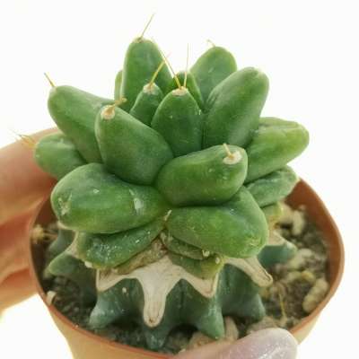 Dolichothele longimamma f. mostruosa