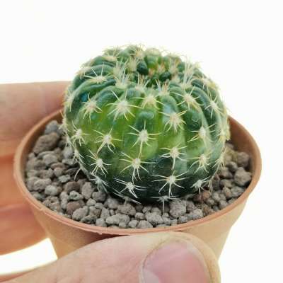 Notocactus uebelmannianus f. variegata