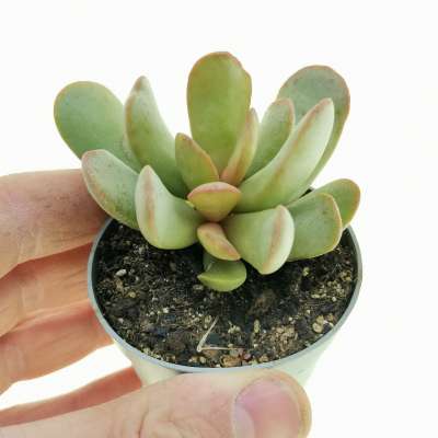 Adromischus umbraticola ssp. Umbraticola