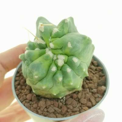 Ferocactus glaucescens f. inermis mostruosa variegata