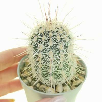 Echinocereus fasciculatus hybrid