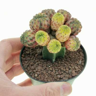 Sulcorebutia rauschii f. violacidermis variegata