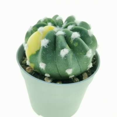 Echinopsis subdenudata f. variegata - Giromagi