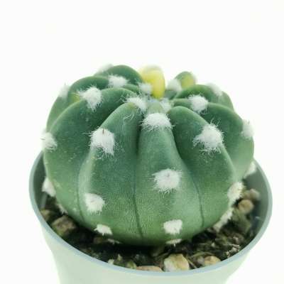Echinopsis subdenudata f. variegata - Giromagi