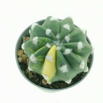 Echinopsis subdenudata f. variegata - Giromagi