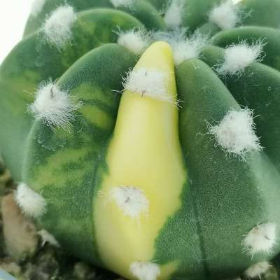 Echinopsis subdenudata f. variegata - Giromagi