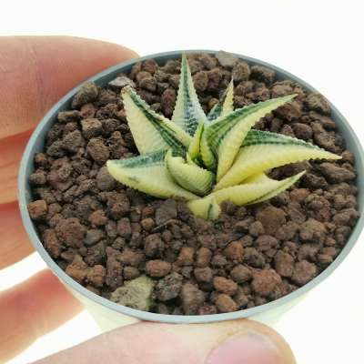 Haworthia limifolia f. spiralis variegata