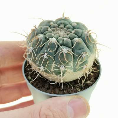 Gymnocalycium denudatum cv. curlispinus