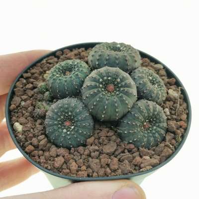 Frailea castanea obscura