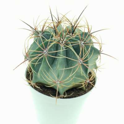 Ferocactus histrix - Giromagi