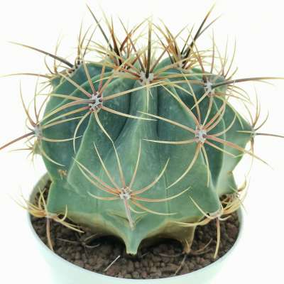 Ferocactus histrix - Giromagi