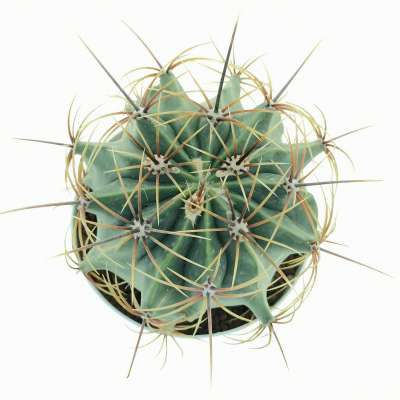Ferocactus histrix - Giromagi