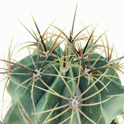 Ferocactus histrix - Giromagi