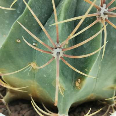 Ferocactus histrix - Giromagi