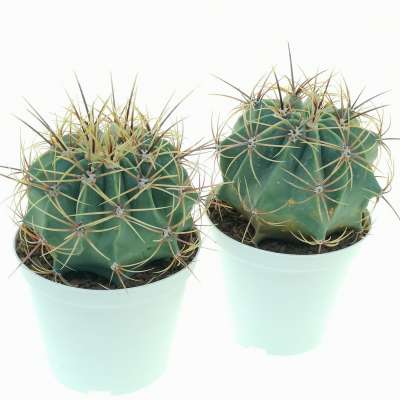 Ferocactus histrix - Giromagi