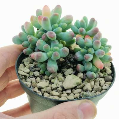 Sedum pachyphyllum