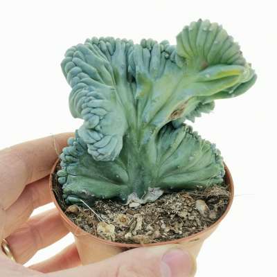 Myrtillocactus geometrizans cv. Strictum f. crestata
