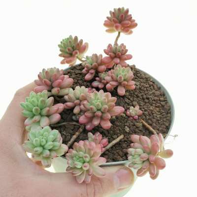 Sedum rubrotinctum cv. Aurora