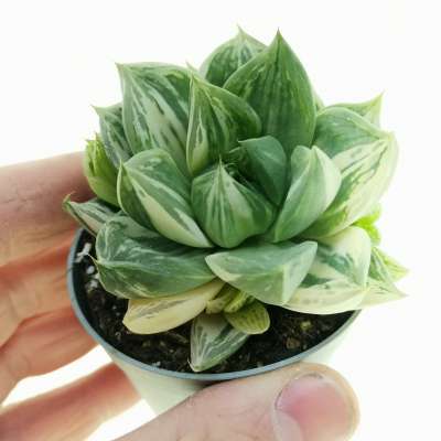 Haworthia cuspidata f. variegata