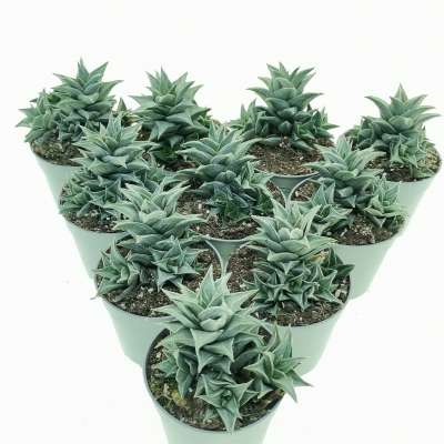 Haworthia tortuosa f. variegata 10 pcs
