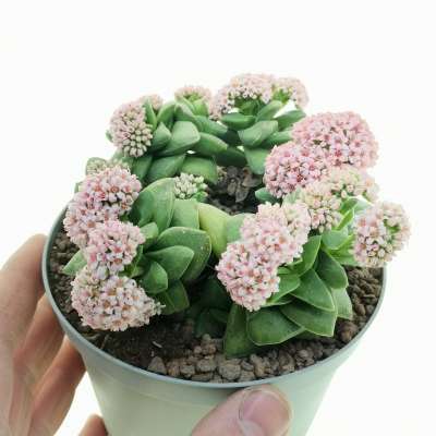 Crassula 'Springtime'