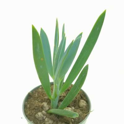 Senecio serpens - Giromagi