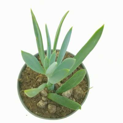 Senecio serpens - Giromagi