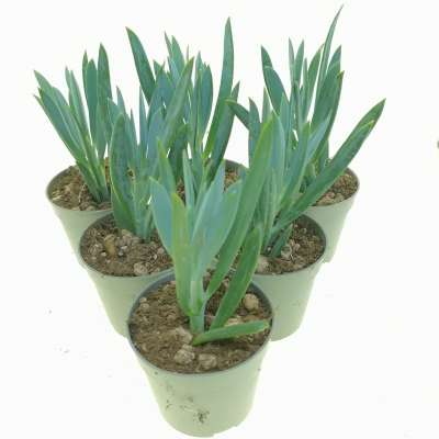 Senecio serpens - Giromagi