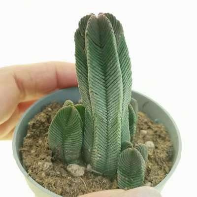 Crassula pyramidalis f. Media