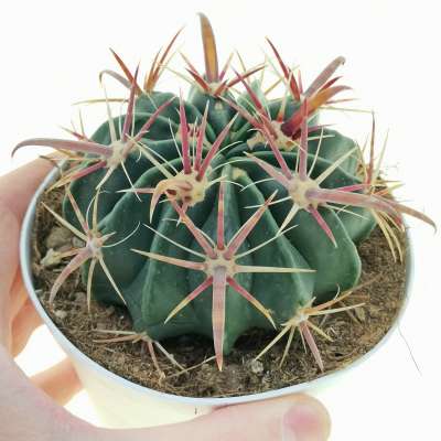 Ferocactus latispinus