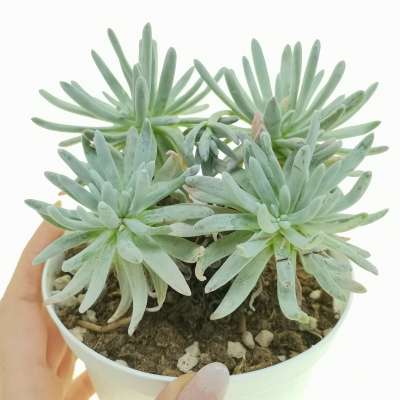 Dudleya greenei cv. White Sprite