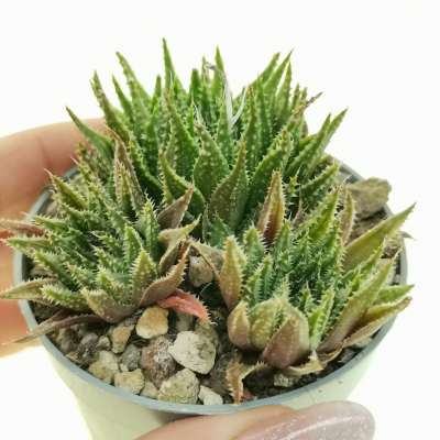 Haworthia guttata