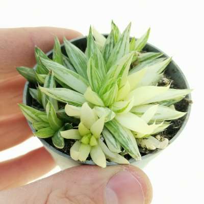 Haworthia marumiana f. variegata