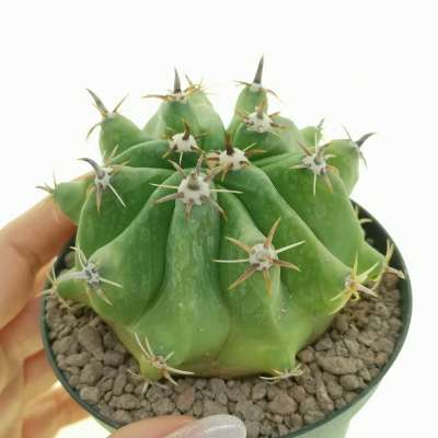 Ferocactus horridus cv. brevispinus