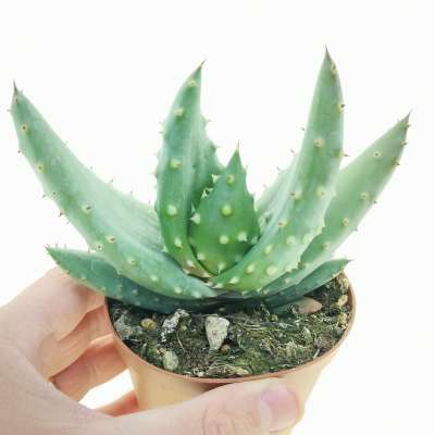 Aloe aculeata var. crousiana
