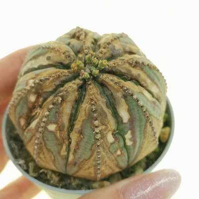 Euphorbia obesa (rare form)