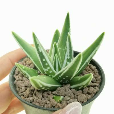 Haworthia pumila cv. Tears of Angel